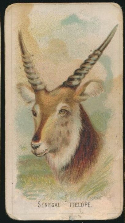40 Senegal Antelope